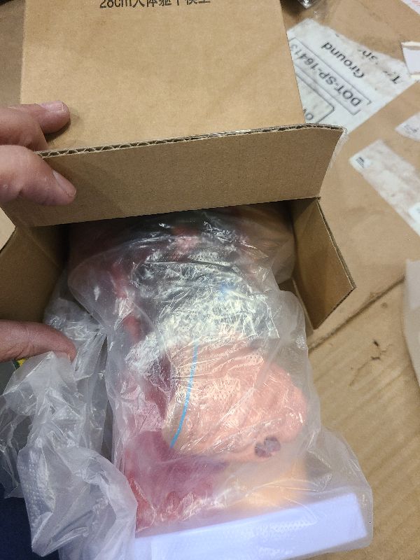 Photo 1 of 11 Inch Small Human Body Model for Anatomy Study - 15 Detachable Parts Educational Torso with Internal Organs, DIY Assembly Anatomy Model for Students, Teachers, and Medical Healthcare Professionals