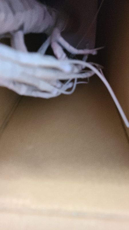 Photo 1 of 2FT Birch lamp 24 LED Birch Tree Light Tabletop Artificial Tree Light Warm White Light Table Lamp Battery Operated Tabletop Tree with Timer for Birthday Gift Room Festival Decoration Home Party