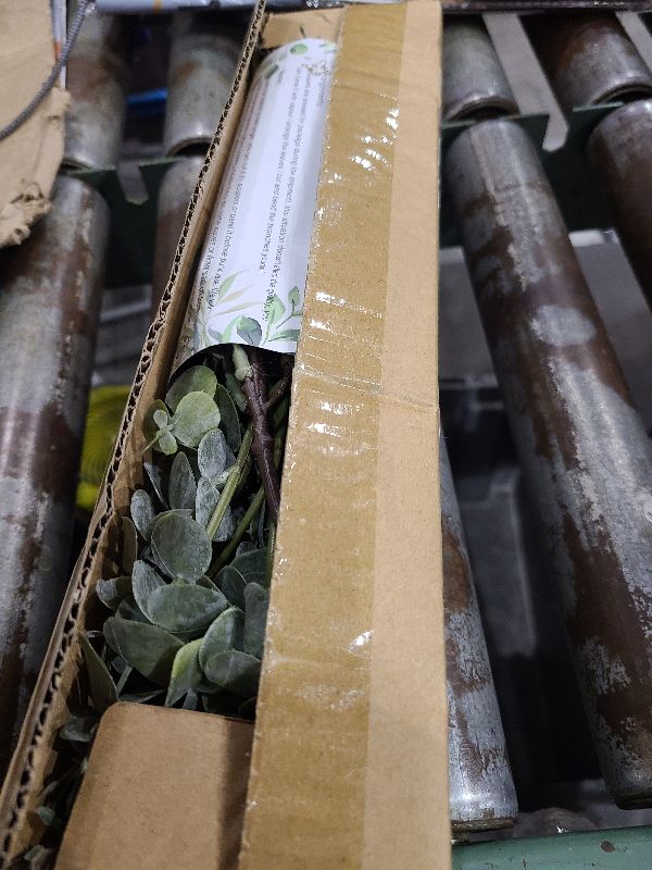 Photo 1 of 10 Pcs Mixed Eucalyptus Leaves Stems Bulk Artificial Silver Dollar Picks Faux Branches for Vase Bouquets Floral Arrangement Wreath Farmhouse Rustic Greenery Decor