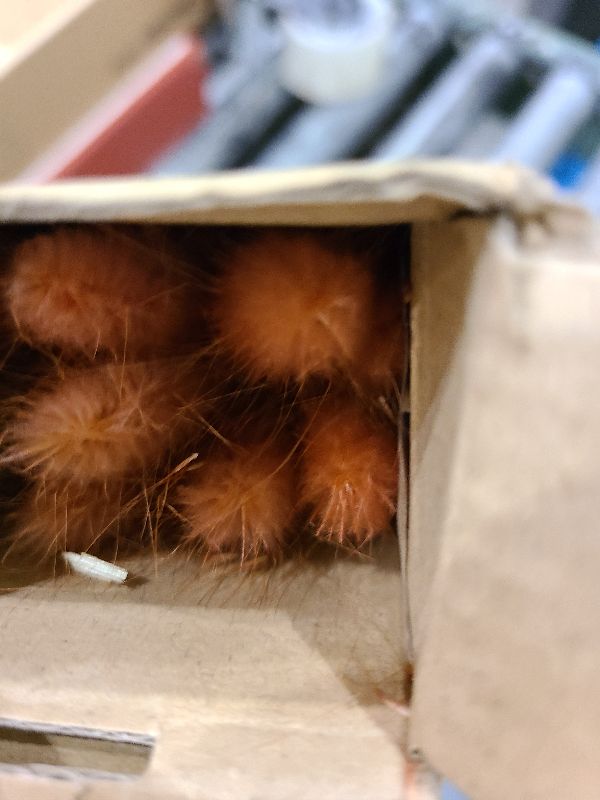 Photo 1 of 120 PCS Rust Orange Dried Pampas Grass Decor, 17-inch Pompas Floral, Dry Flowers for Decoration, Pampas Grass in All, Bunny Tails Dried Flowers for Boho Wedding Decor