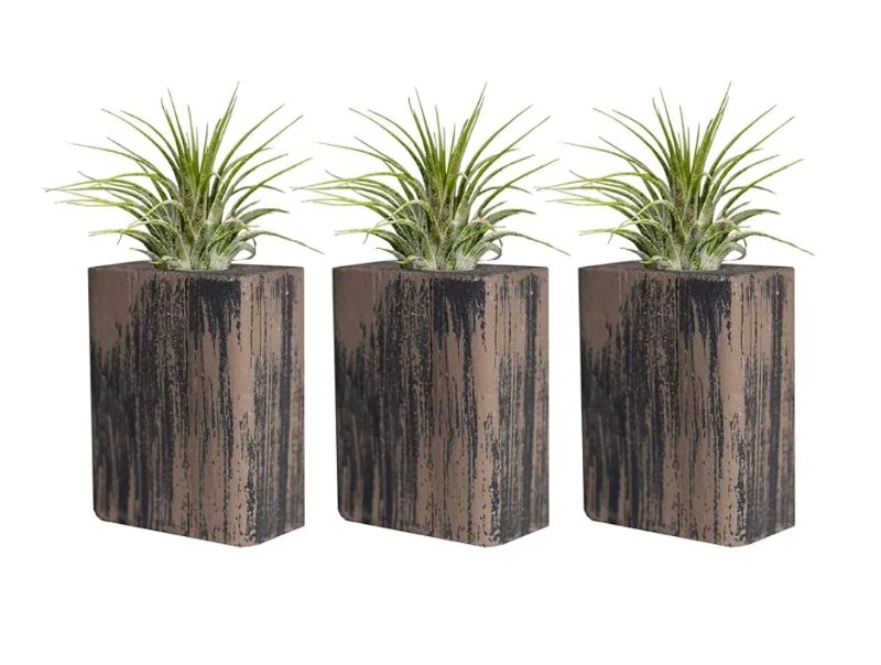 Photo 1 of 3 Tillandsia Live Air Plants & Inlaid Planter with Suction Cups for Window, Mirrors, Fridge and Velcro for Almost All Other Surfaces. Color Options to Fit Any Decor.