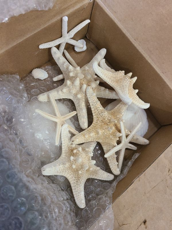 Photo 1 of 24PCS Sea Shells for Crafts Decoration - Real White Natural 2"-5" Scallop Shells and Starfish Coastal Christmas Craft Supplies, Beach Party, Painting, Easter DIY, Vase,Baking Shells, Birthday Gift