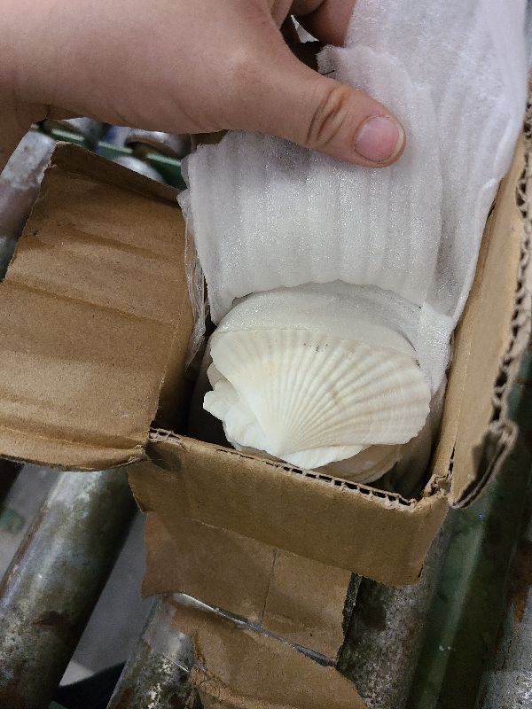 Photo 1 of 21pcs large scallop seashells for baking/serving food,natural clam 2.8-3.1 Inch shell plates for crafts/decoration,white bulk oyster sea shells for crafting