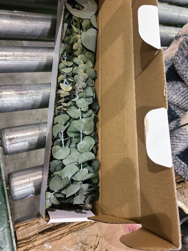 Photo 1 of 24PCS Dried Eucalyptus & Silver Dollar Leaves Bundle - 17" Large Real Eucalyptus Leaves for Shower, Home Decor, Bathroom, Dried Flowers, Christmas Garland