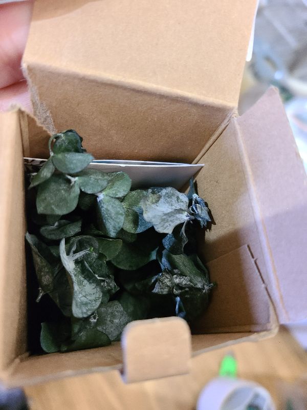 Photo 1 of 10 Pcs Dried Eucalyptus Stems 17" Real Eucalyptus for Shower Hanging 100% Made from Fresh Leaves, Wedding, Home, Farmhouse, DIY Spring Decor Bathroom Decor Home Decor