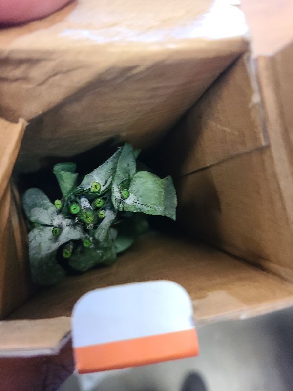 Photo 1 of 10Pcs Dried Eucalyptus Stems for Shower 17" Real Natural Hanging Eucalyptus Stems, Real Fresh Leaves Branches for Vase Filler, Wedding, Bathroom Decor, Home Decor, Dried Flowers Arrangement Decor