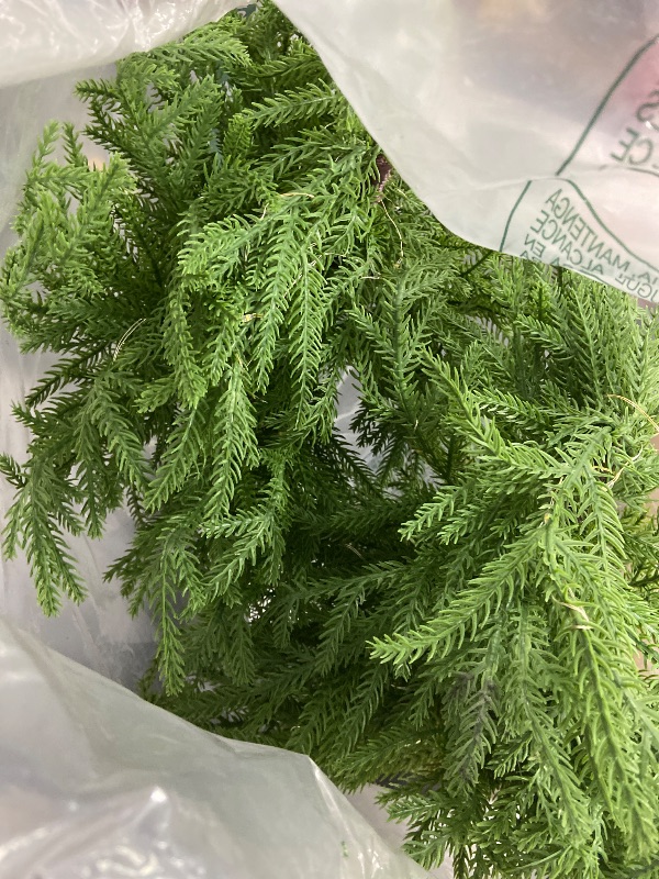 Photo 1 of ENVEN 2FT Artificial Norfolk Pine Christmas Tree – Tabletop Faux Tree Unlit/Prelit with 50 LED Lights & 8-Function Battery Box, Pre-Assembled Holiday Decor for Home or Office (Prelit-2FT-2Pack)