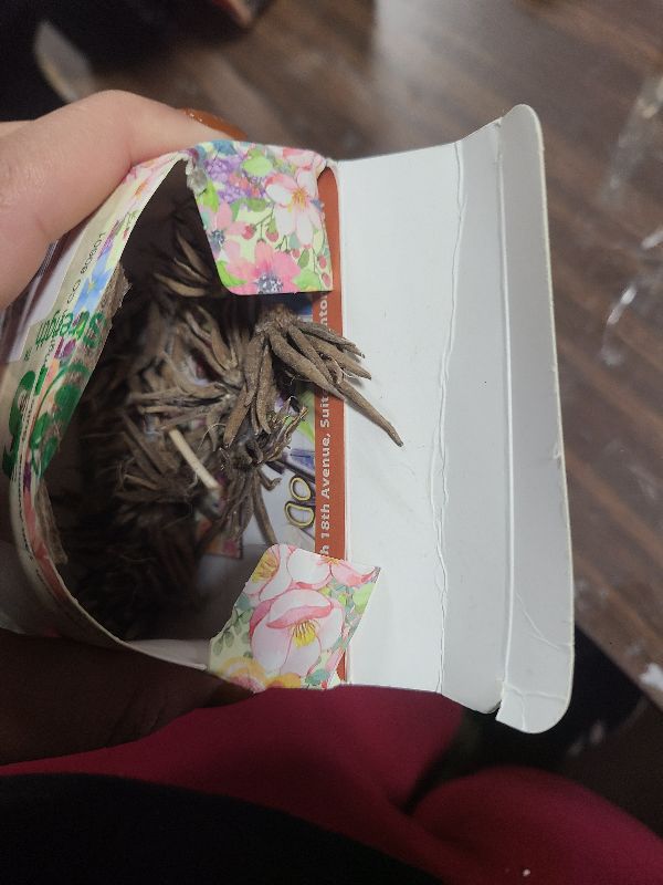 Photo 1 of 15pcs Mixed Peony Ranunculus Bulbs Corms Flower Bulbs Garden Blooms Planting (Pink)