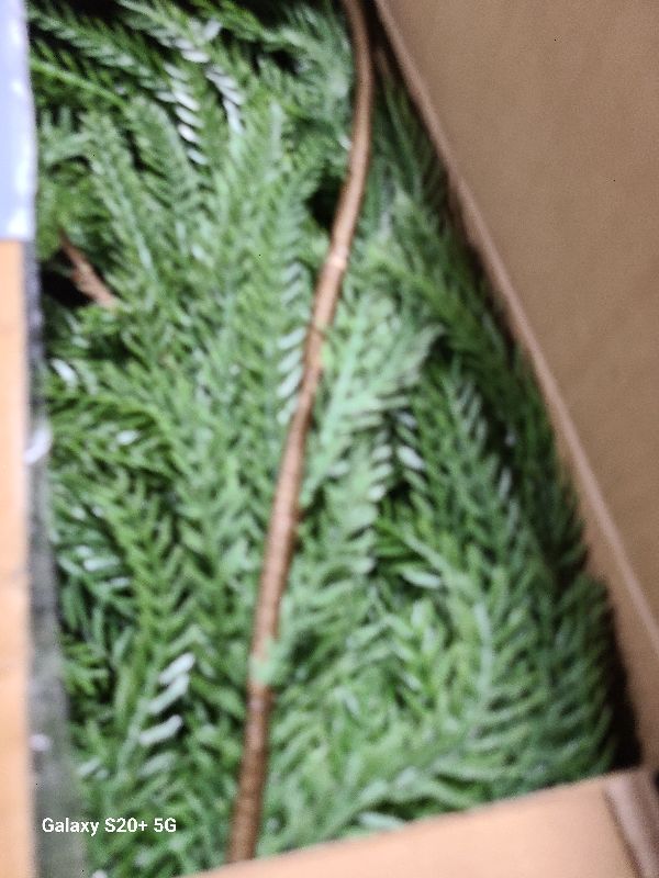 Photo 1 of 12FT(2 * 6FT) Christmas Norfolk Pine Garlands, Winter Decor Real Touch Pine Garland, Artificial Greenery Xmas Garland for Holiday, Table, Wall, Fireplace, Mantel, Indoor & Outdoor Decoration (2 Pack)