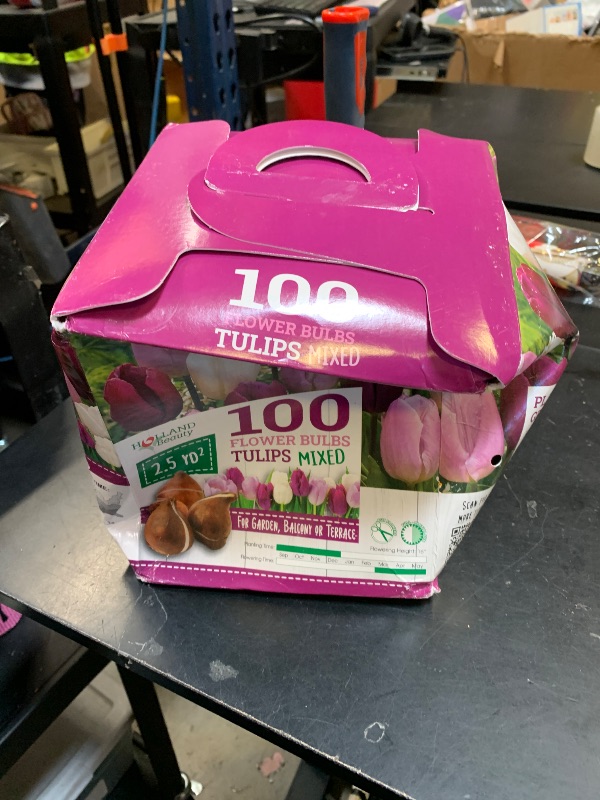 Photo 1 of 100 FLOWER BULBS TULIPS