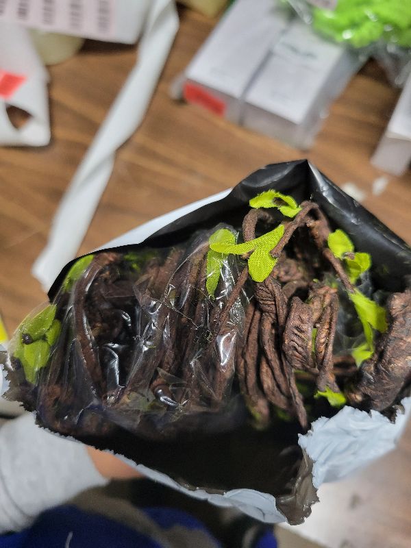 Photo 1 of 118 inch Large Bendable Artificial Floral Tree Branches Twigs Vines Cherry Blossom Trunk Ivy Wood Wall Fake Hanging Plants Willow Grapevine Garland for Wedding Arch Jungle Halloween Patio Decoration