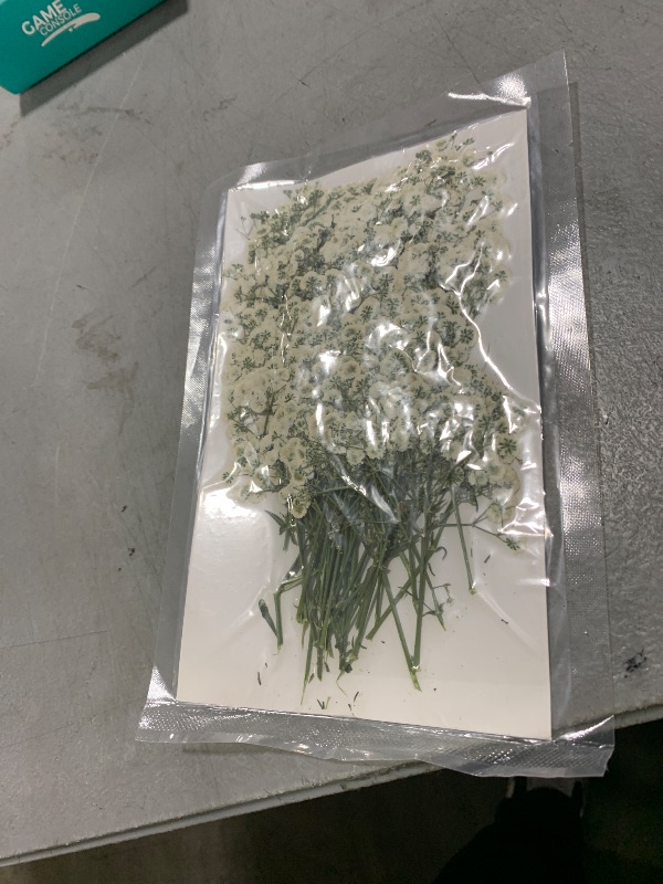 Photo 1 of 100Pcs Mini Dried Pressed White Baby’s Breath Flowers Bulk - Real Natural Flat Flowers for Epoxy Craft, Scrapbooking, Wedding Invitations, Home Decor, DIY Gifts for Crafters & Event Planners (100)
