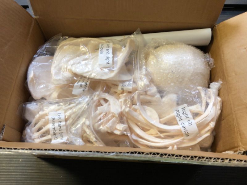 Photo 1 of Houseables Disarticulated Human Skeleton, Human Skeleton Model for Anatomy, Anatomy Model, Anatomically Correct, Physiology Bones, Skeletal System, Full Life Size, Anatomical, Study, Class, 62” Height