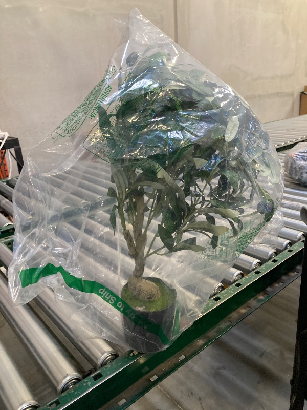 Photo 1 of 2ft Artificial Olive Tree with Pot, Tabletop Faux Plants Mini Trees for Home Office Living Room Modern Decor