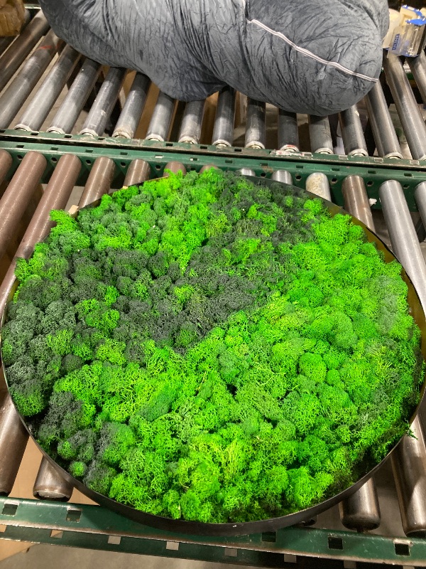 Photo 1 of Acosure Round Framed Moss Wall Decor with Iron Frame 2'