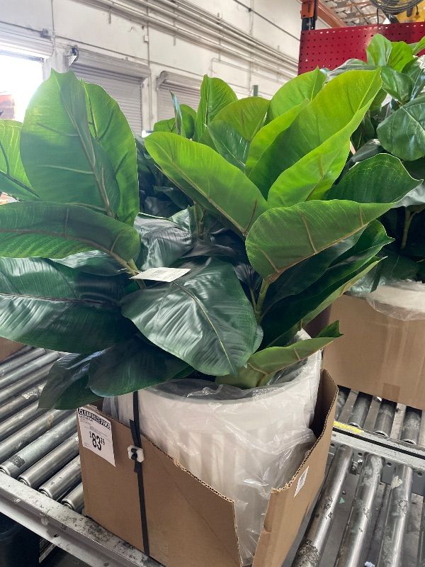 Photo 1 of 44IN Costa Farms Fiddle Leaf Fig Tree Live Plant, Little Ficus Indoor Plant in Modern Decor Planter, Houseplant Potted in Potting Soil, Birthday, Housewarming, Home Decor, 1-Foot Tall