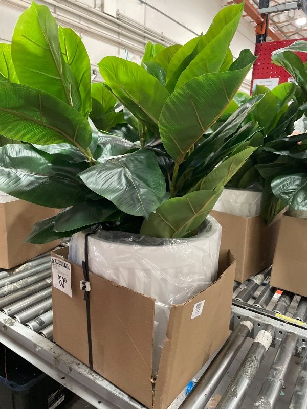 Photo 1 of 44IN Costa Farms Fiddle Leaf Fig Tree Live Plant, Little Ficus Indoor Plant in Modern Decor Planter, Houseplant Potted in Potting Soil, Birthday, Housewarming, Home Decor, 1-Foot Tall