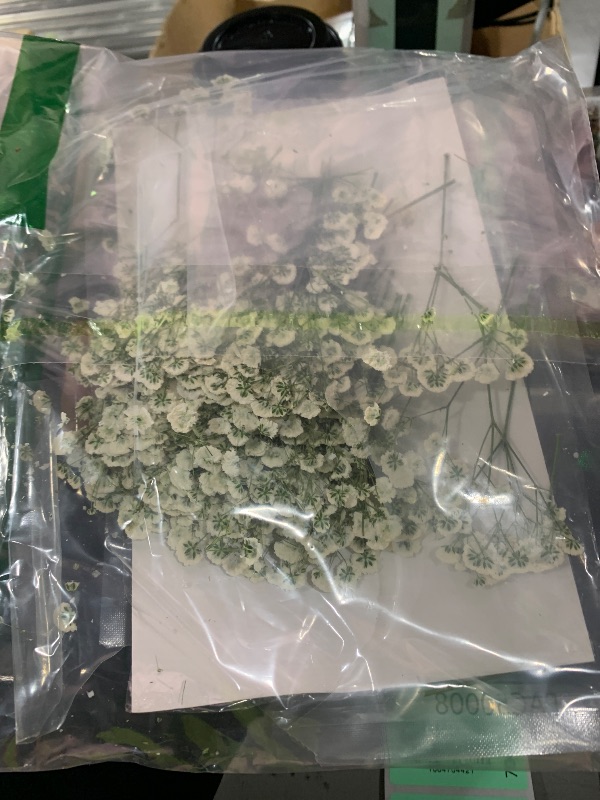 Photo 1 of 100Pcs Mini Dried Pressed White Baby’s Breath Flowers Bulk - Real Natural Flat Flowers for Epoxy Craft, Scrapbooking, Wedding Invitations, Home Decor, DIY Gifts for Crafters & Event Planners (100)