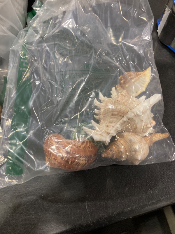 Photo 1 of Biggun 5 Pack Conch Sea Shell Air Plant Holder-Natural Conch Plant Pots Holder in 5 Styles Decorative Tillandsias Succulent Display Container Table Centerpiece for Home Garden Beach Theme Party Favor