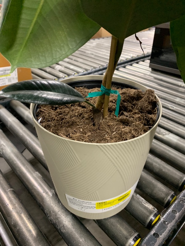 Photo 1 of Fiddle Leaf House Plant in Planter