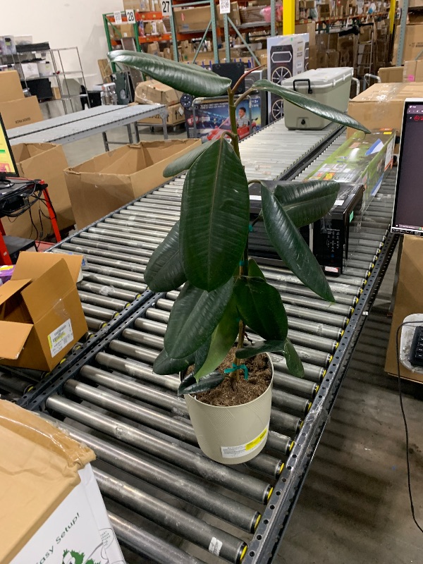 Photo 1 of Fiddle Leaf House Plant in Planter