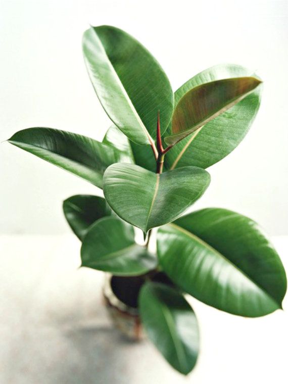 Photo 1 of Fiddle Leaf House Plant in Planter