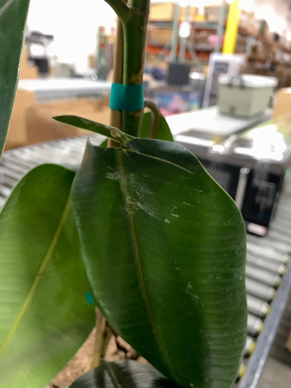 Photo 1 of Fiddle Leaf House Plant in Planter