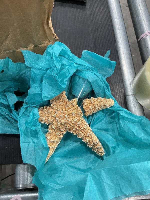 Photo 1 of Starfish Tree Topper - Real Starfish - Coastal and Beach Style Christmas Decoration Beach Coastal Decor