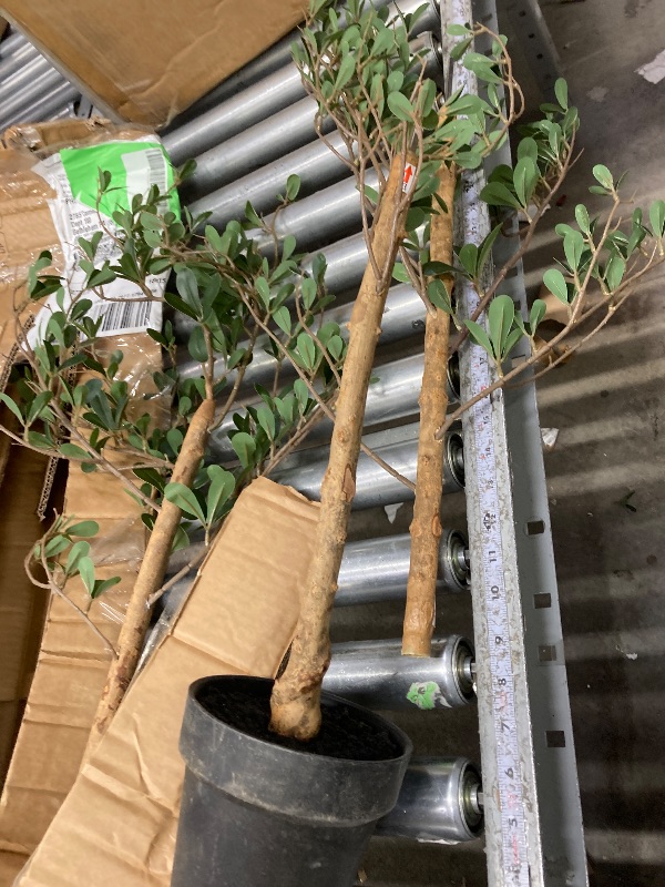 Photo 1 of ***used***Red Delicious Apple Tree, Deciduous, Fruit Bearing, Fast Growing, 1 gal Nursery Pot, 2-3 ft. Tree Height (Due to Agricultural Laws, we Cannot Ship to CA, AZ, AK, or HI)