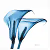 Photo 1 of "Indigo Calla Lililes " Unframed Free Floating Tempered Glass Panel Graphic Wall Art Print 24 in. x 24 in.