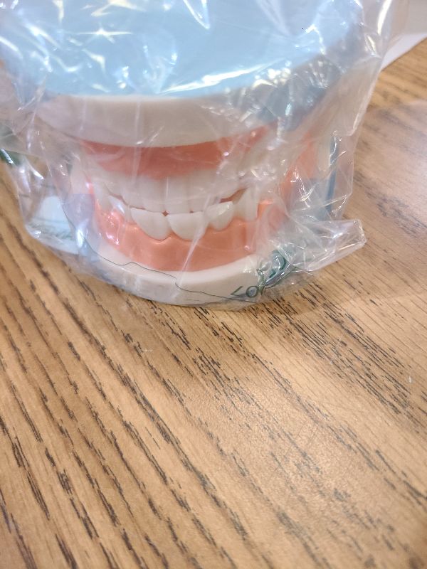 Photo 1 of 1 Pack Standard Teeth Model Adult Standard Typodont Demonstration Denture Model for Kids Dental Teaching, Clean Display, Education, Study (No Wisdom Teeth)(with 2 Fixed Wrench)
