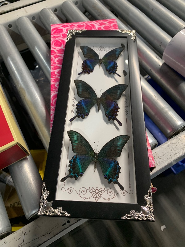 Photo 1 of ***(MINOR DAMAGE)***Framed 3 Real Butterfly Gothic Decor, 15.2"X6.5" Taxidermy Butterfly Shadow Box Wall Decor, Framed Butterfly Taxidermy for Witchy Home Decor