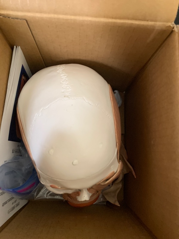 Photo 1 of Wellden Medical Anatomical Skull with Facial Musculature Model