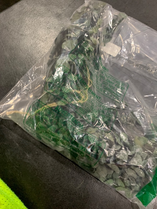 Photo 1 of 10 Pcs Dried Eucalyptus Stems 17" Real Eucalyptus for Shower Hanging 100% Made from Fresh Leaves, Wedding, Home, Farmhouse, DIY Spring Decor Bathroom Decor Home Decor