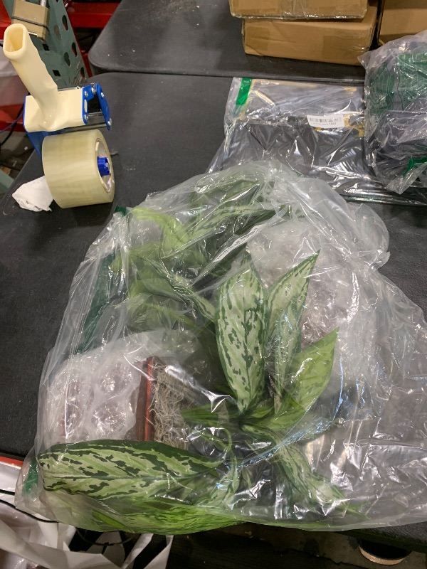 Photo 1 of Nearly Natural Silver Queen Silk Plant (Set of 2)