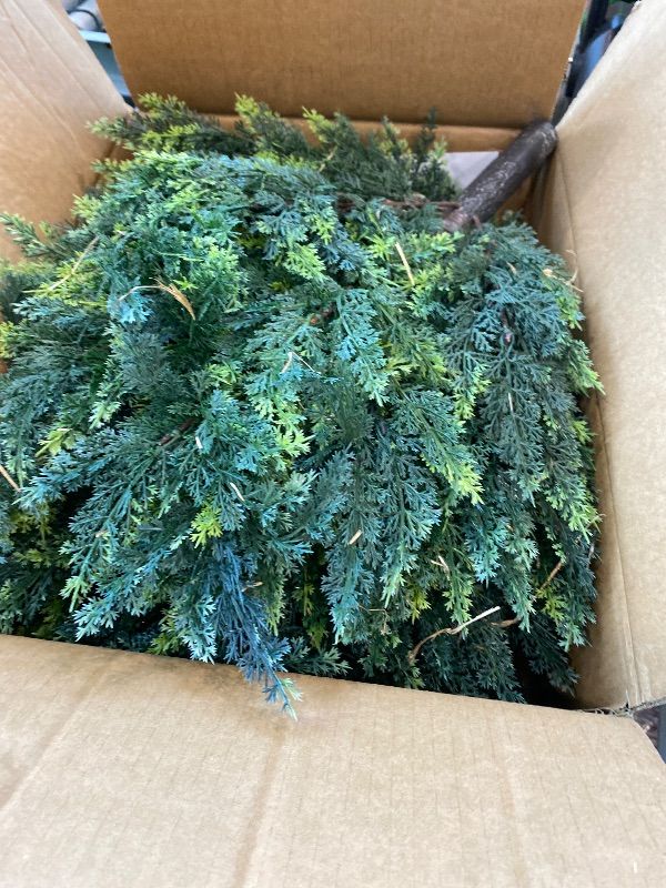 Photo 1 of **PARTIAL SET/check clerk comments**
Chillchard 21" Artificial Cypress Topiary Outdoor Plants with Spike, 4 Pack Faux Cedar Bushes UV Resistant Fake Shrubs for Front Porch Décor