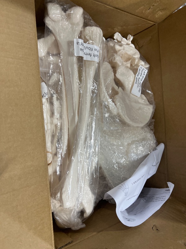 Photo 1 of Houseables Disarticulated Human Skeleton, Human Skeleton Model for Anatomy, Anatomy Model, Anatomically Correct, Physiology Bones, Skeletal System, Full Life Size, Anatomical, Study, Class, 62” Height