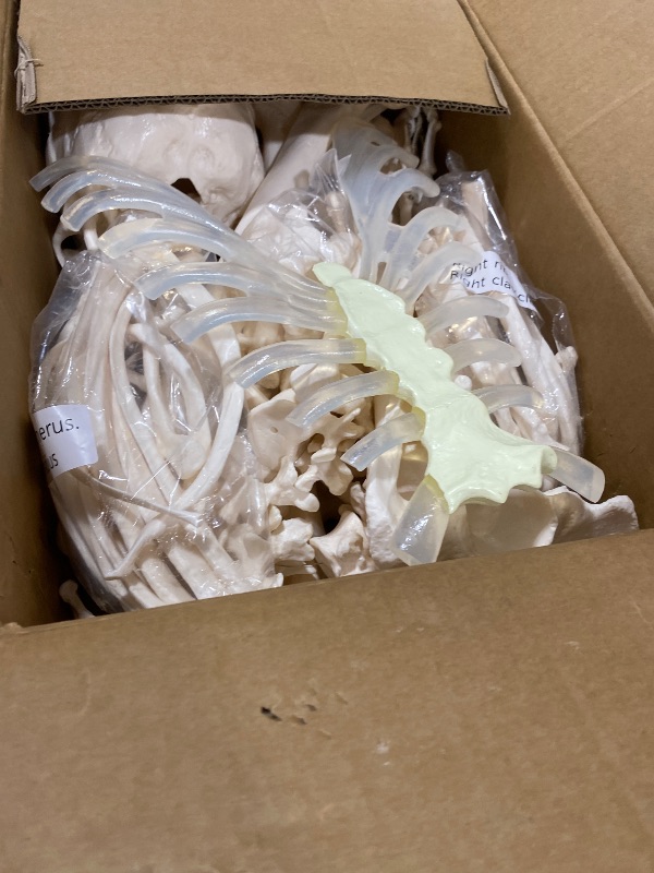 Photo 1 of Houseables Disarticulated Human Skeleton, Human Skeleton Model for Anatomy, Anatomy Model, Anatomically Correct, Physiology Bones, Skeletal System, Full Life Size, Anatomical, Study, Class, 62” Height