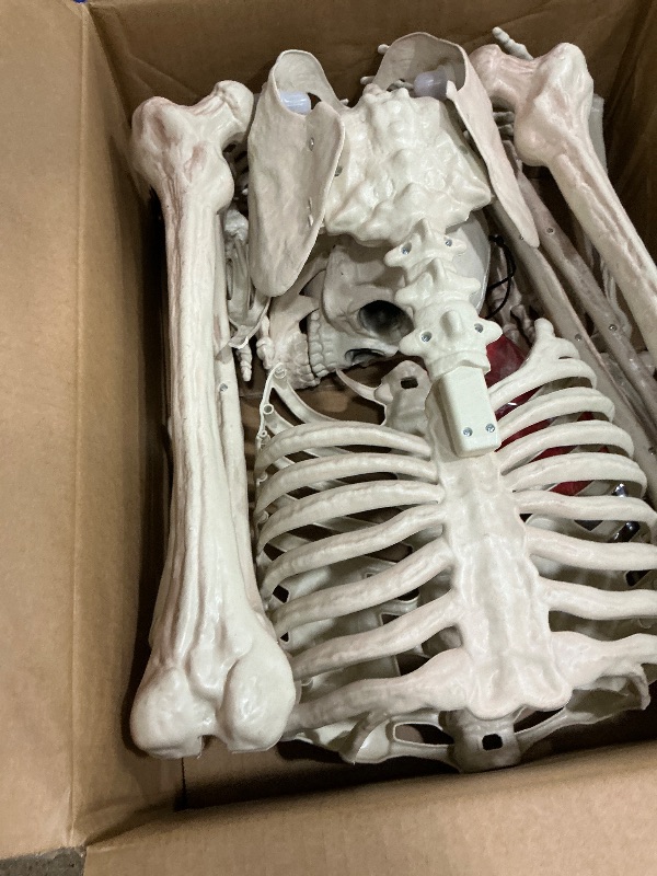 Photo 2 of Educational Materials, Anatomy Model Human Model Human Skeleton Model for Anatomy,Full Body Human Skeleton Model,Mini 17.7 Inches Plastic Material,Arms and Legs Movable for Medical Teaching,Displ