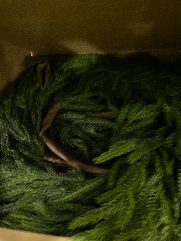 Photo 1 of Real Touch Christmas Norfolk Pine Garland - 9ft Artificial Christmas Garland Fake Pine Needles Faux Green Garland for Fireplace,Table,Window,Stairs,Mante,Holiday Indoor Outdoor Xmas Decor(2PCS)