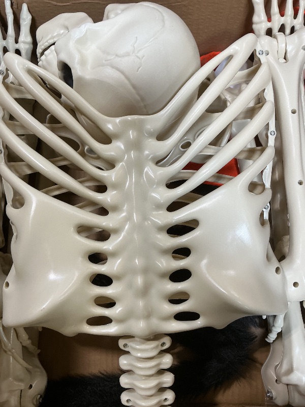 Photo 1 of ***PARTIAL SET/ ONLY 1*** CAMIRUS 5.4ft/165cm Halloween Skeleton, Life Size Skeleton with Hairy Spider Pumpkin Bag, Full Body Human Bones with Movable Joints for Halloween Indoor Outdoor Haunted House Decorations
