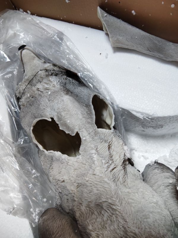 Photo 1 of ***FRONT ARMS BROKEN OFF ***Hi-Line Gift Ltd. Sitting Grey Wolf Statue