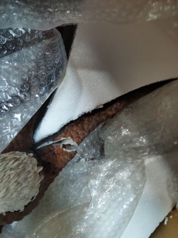 Photo 1 of ***BROKEN WING *** Large Flying Eagle Statue