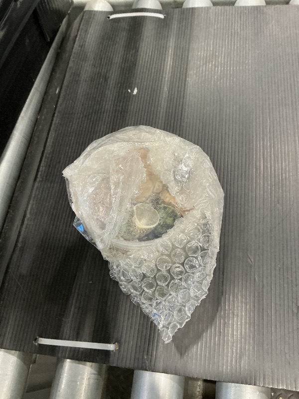 Photo 1 of 15PCS Hermit Crab Shells Include Small & Medium and Large (6 Types) Natural Seashells, for Hermit Crab Supplies and Replacement Sea Shells