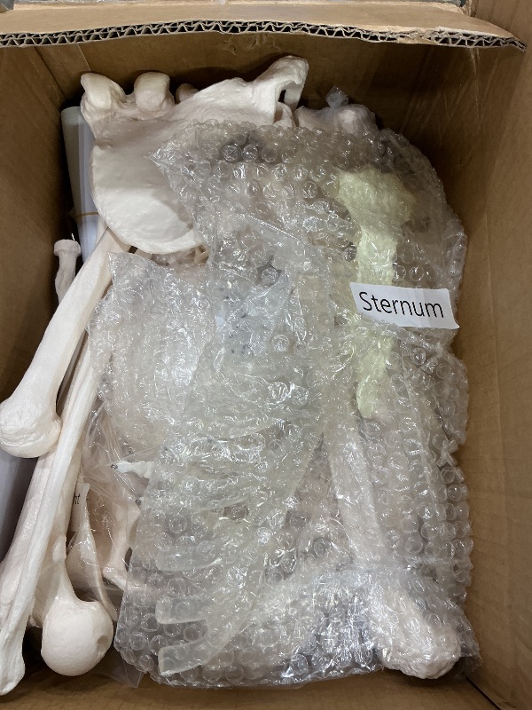 Photo 1 of *Missing Parts*
Houseables Disarticulated Human Skeleton, Human Skeleton Model for Anatomy, Anatomy Model, Anatomically Correct, Physiology Bones, Skeletal System, Full Life Size, Anatomical, Study, Class, 62” Height