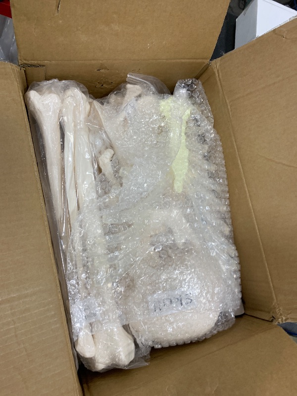 Photo 1 of Houseables Disarticulated Human Skeleton, Human Skeleton Model for Anatomy, Anatomy Model, Anatomically Correct, Physiology Bones, Skeletal System, Full Life Size, Anatomical, Study, Class, 62” Height