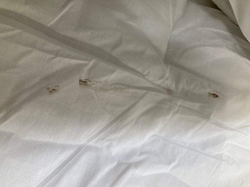 Photo 1 of **HAS MARK ON BACK/MISSING PILLOW CASES***Levtex Home - Grandiflora Comforter Set - King Comforter + Two King Pillow Cases - Multicolor Bold Contemporary Floral - Comforter (106 x 94in.) and Pillow Case (36 x 20in.) - Cotton