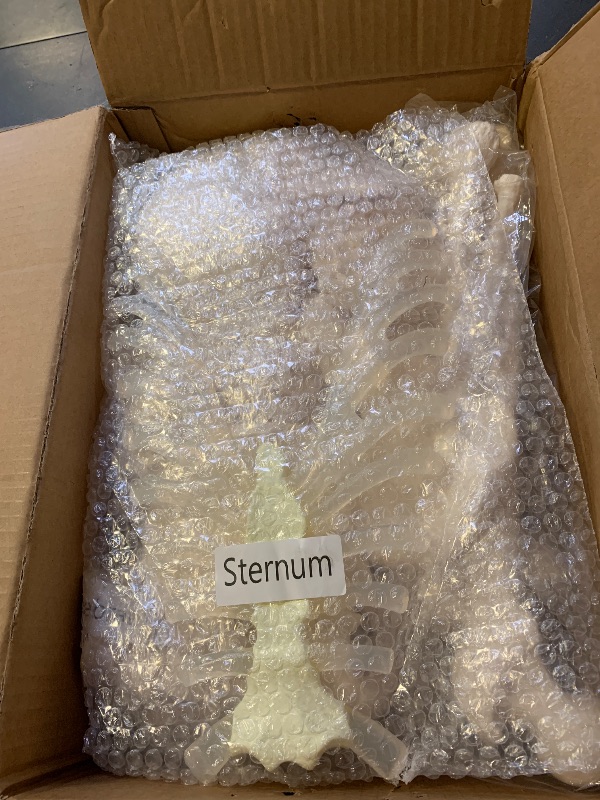 Photo 1 of Houseables Disarticulated Human Skeleton, Human Skeleton Model for Anatomy, Anatomy Model, Anatomically Correct, Physiology Bones, Skeletal System, Full Life Size, Anatomical, Study, Class, 62” Height