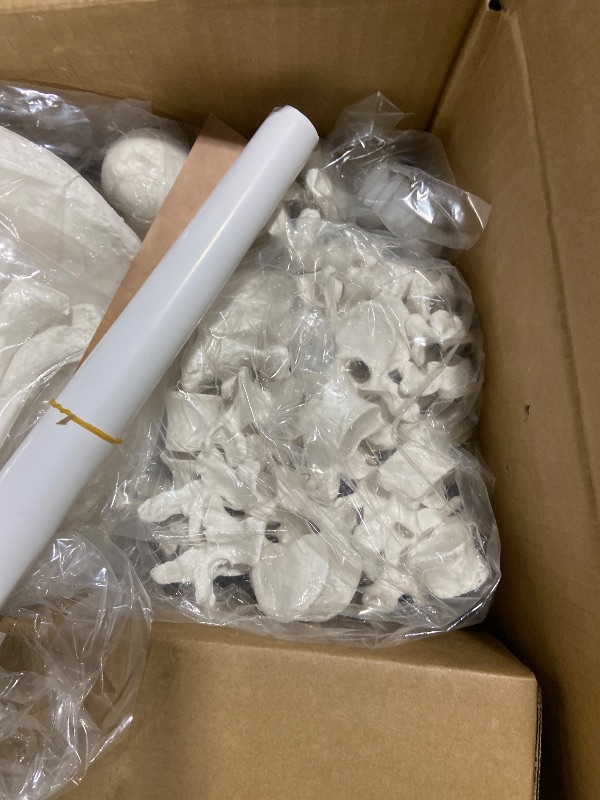 Photo 1 of Evotech Disarticulated Human Skeleton Model For Anatomy 67 inch High, Full Size Skeleton Models with Skull, Spine, Bones, Articulated Hand & Foot, for Anatomy Medical Learning