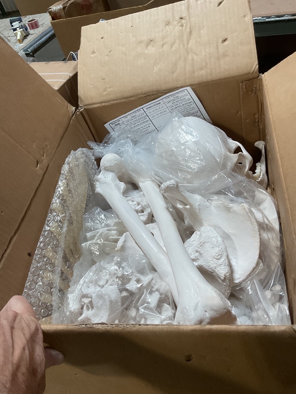 Photo 1 of ***RECOMENDED FOR PARTS/ MISSING PIECES*** Evotech Disarticulated Human Skeleton Model For Anatomy 67 inch High, Full Size Skeleton Models with Skull, Spine, Bones, Articulated Hand & Foot, for Anatomy Medical Learning